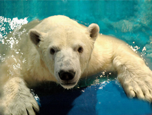 Photo & Picture of Harbin Polarland Polar Bears in China