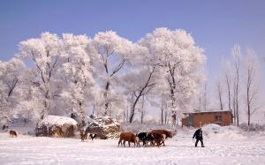 The Rime Island Cattle